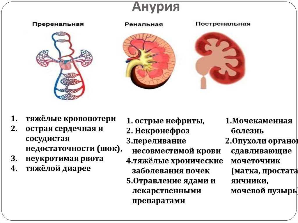 Болезни мочеполовой системы у собак: виды и лечение | блог ветклиники "беланта"