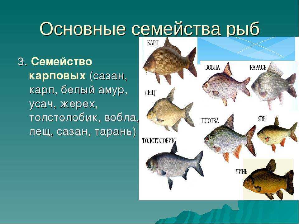 Осетр – описание, виды, фото, чем питается, где обитает