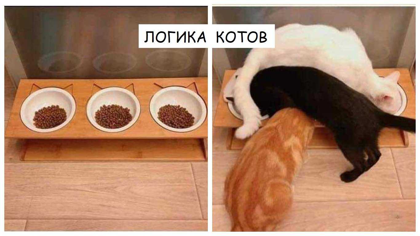 Психология и собенности поведения кошек