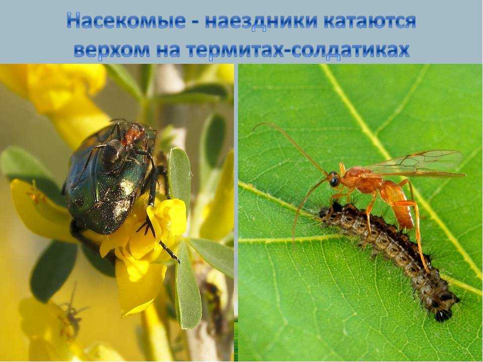 Наездник 🔥 описание насекомого, особенности, виды, образ жизни