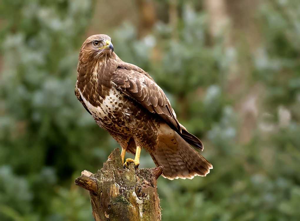 Курганник  (buteo rufinus). птицы казахстана.