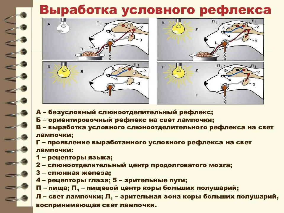 Вырабатывается в процессе эволюции рефлекс. Схема безусловного торможения условных рефлексов. Механизм образования условного рефлекса схема.