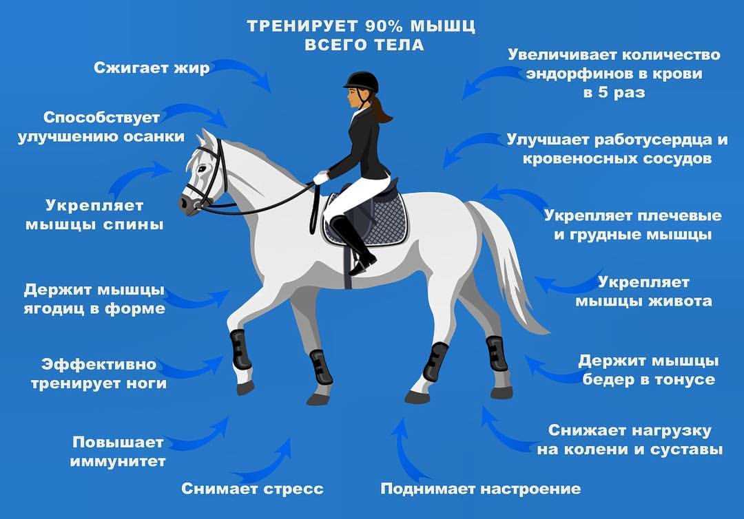 Конный спорт
