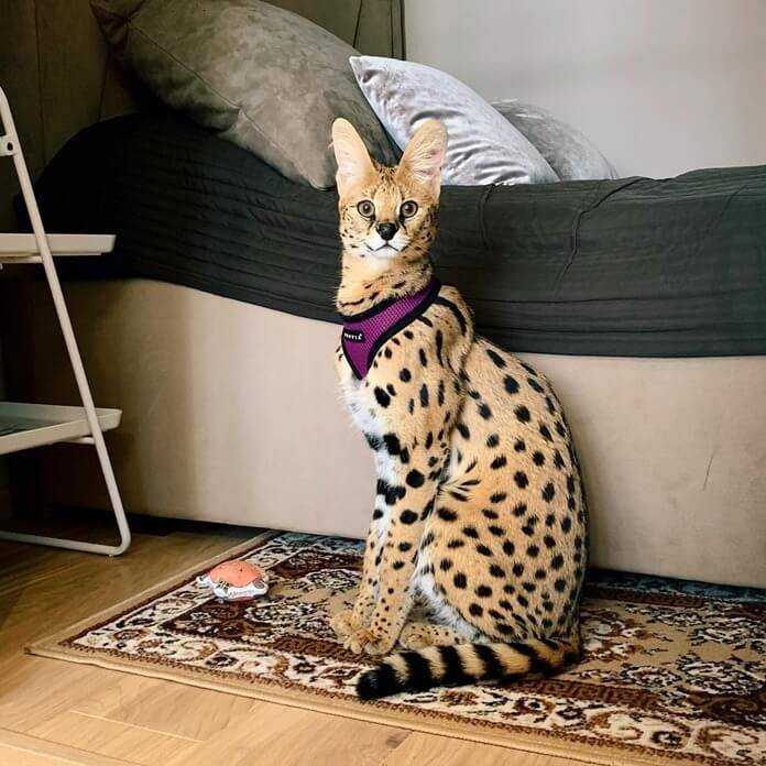 Лучшие породы кошек