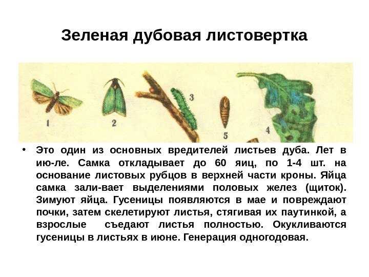 Насекомое листотел – мастер маскировки