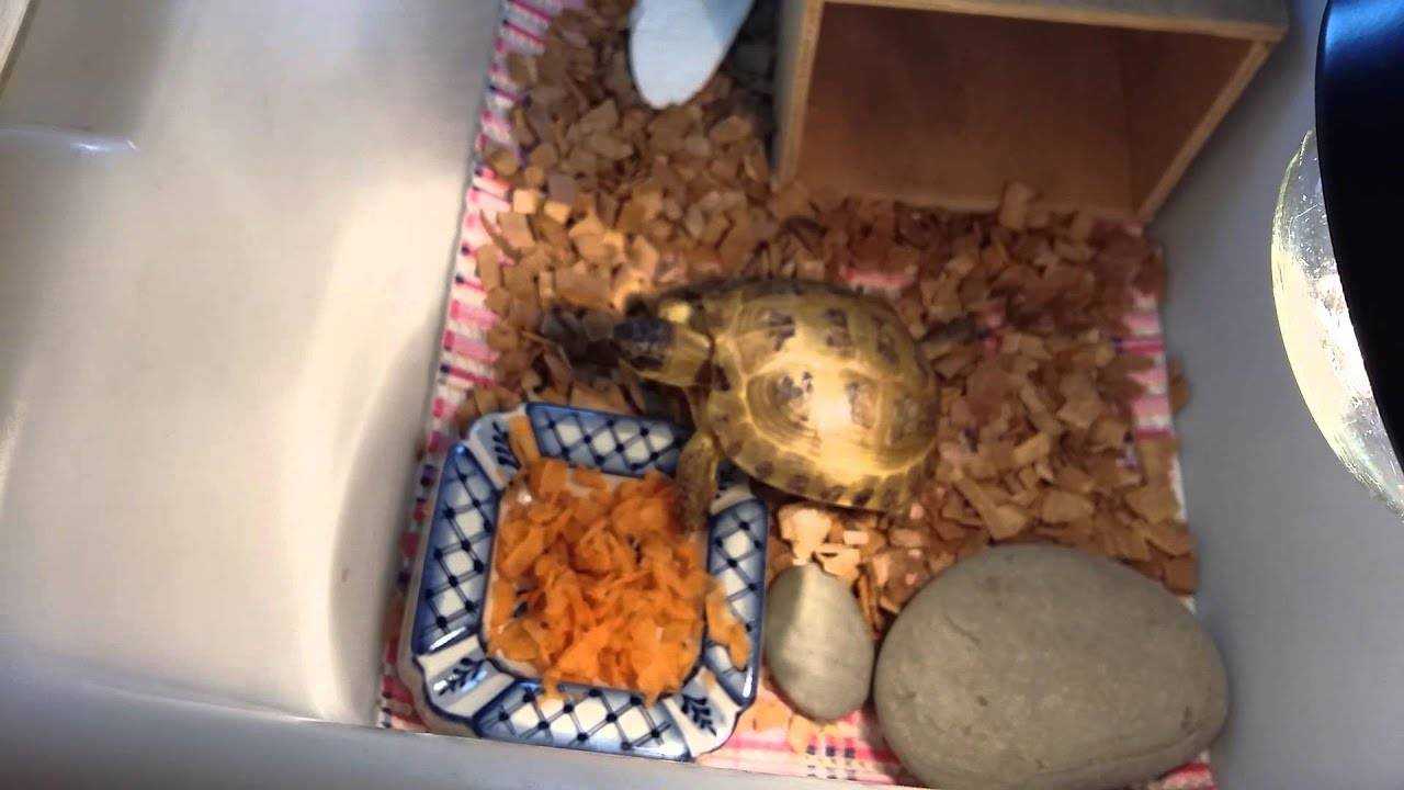 Советы для любителей красноухих черепах: как ухаживать за ними в домашних условиях