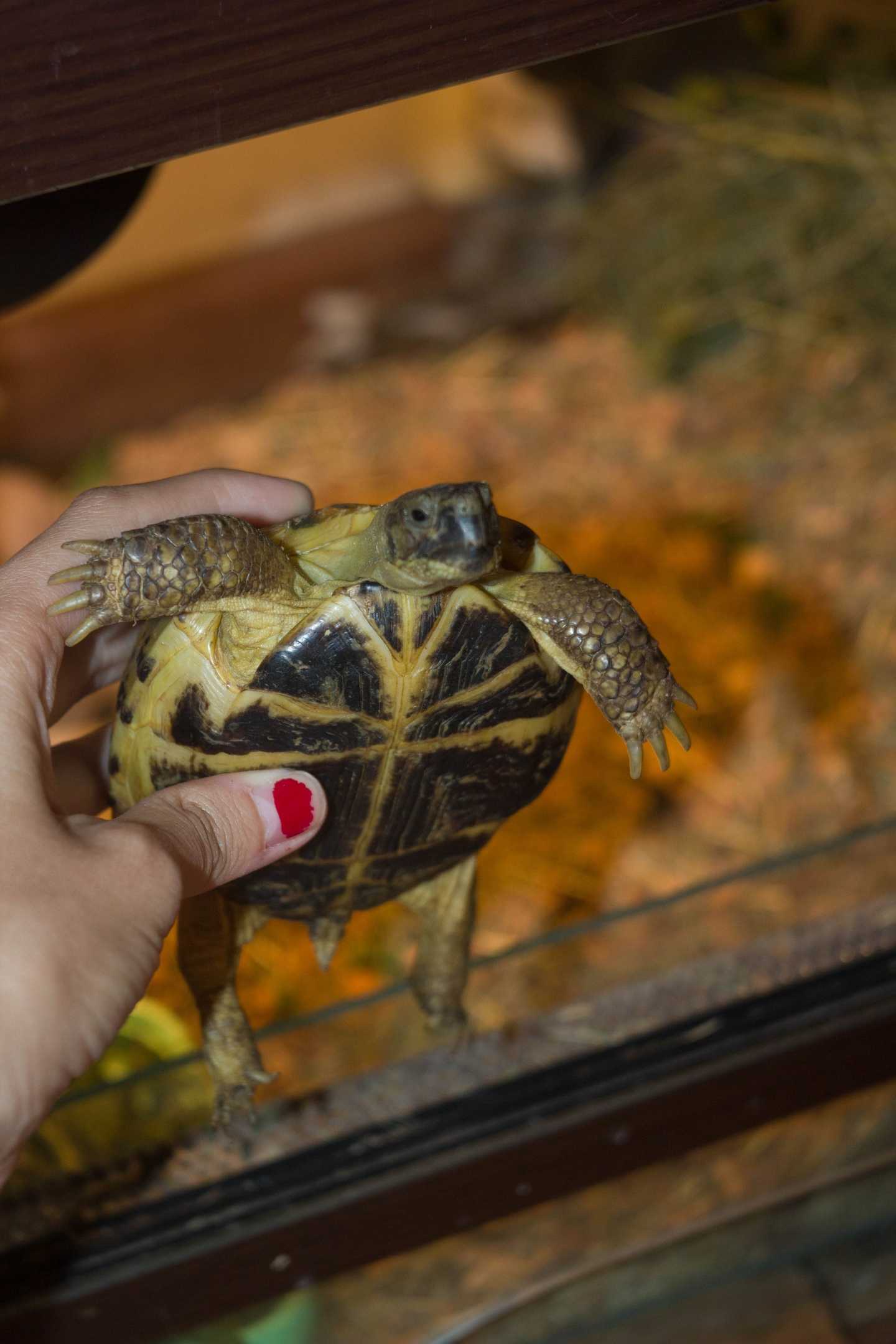 Как ухаживать за водяными черепахами: 9 шагов