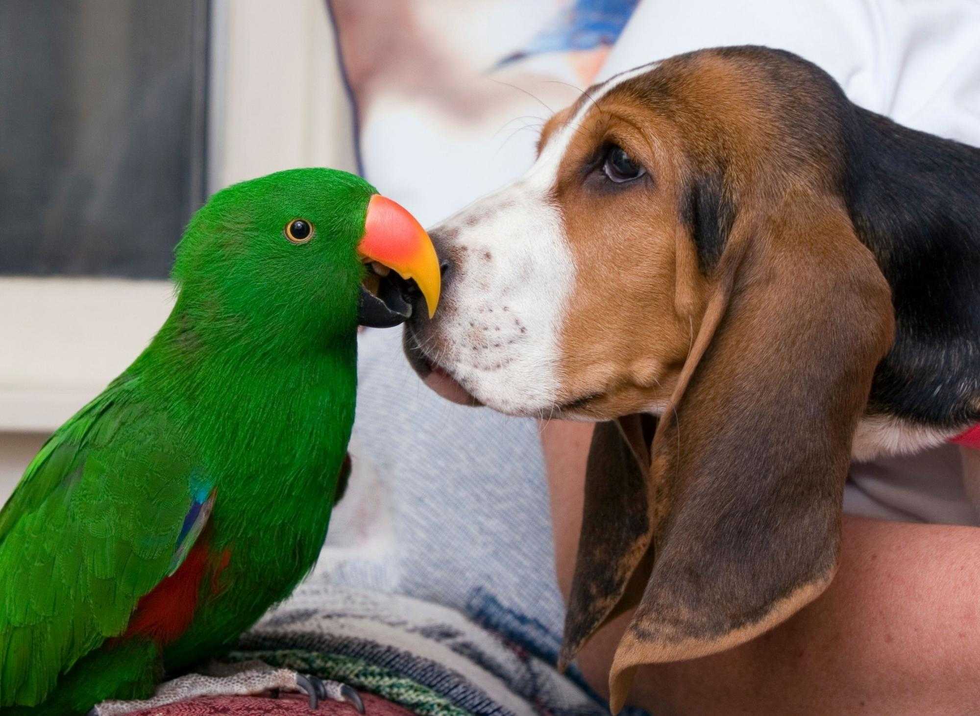 10 самых умных попугаев 🦜 в мире | pet7