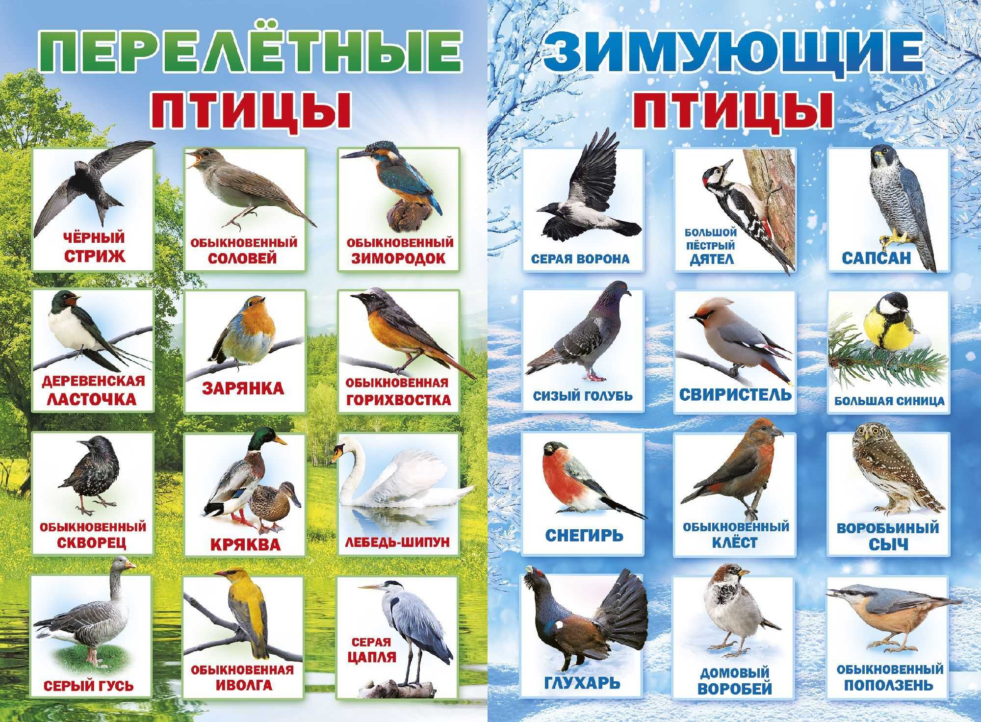 Национальные птицы разных стран: фото и описание