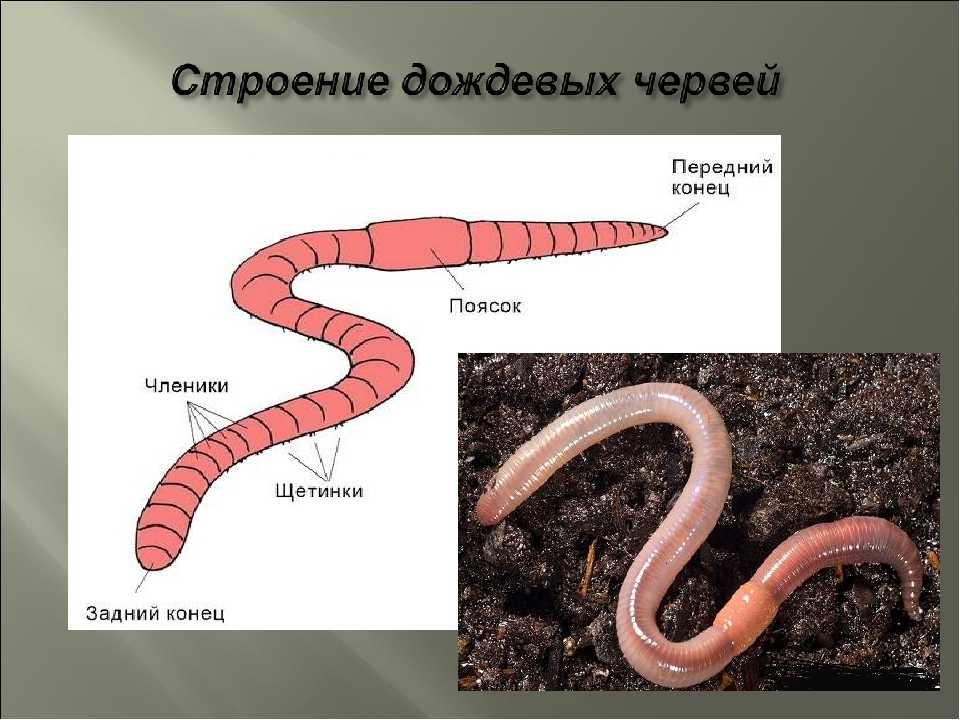 8 любопытных фактов о дождевых червях. червячные уроки. уро.  интересные факты про дождевых червей для детей