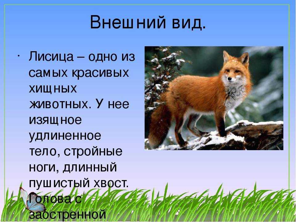 Породы лис: фото и описание, среда обитания - animallist.ru