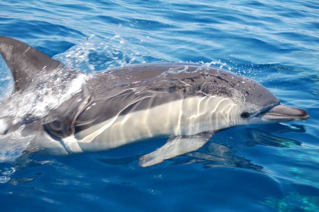 Дельфин-белобочка — самый обыкновенный дельфин?