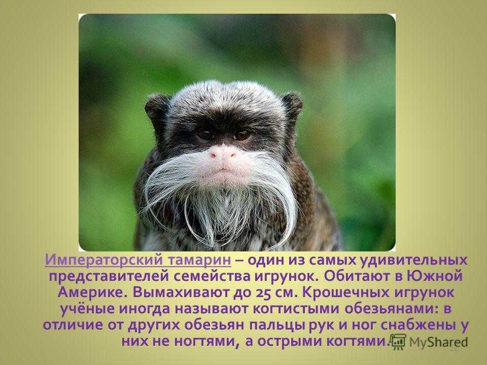 Самые маленькие среди обезьянок в мире