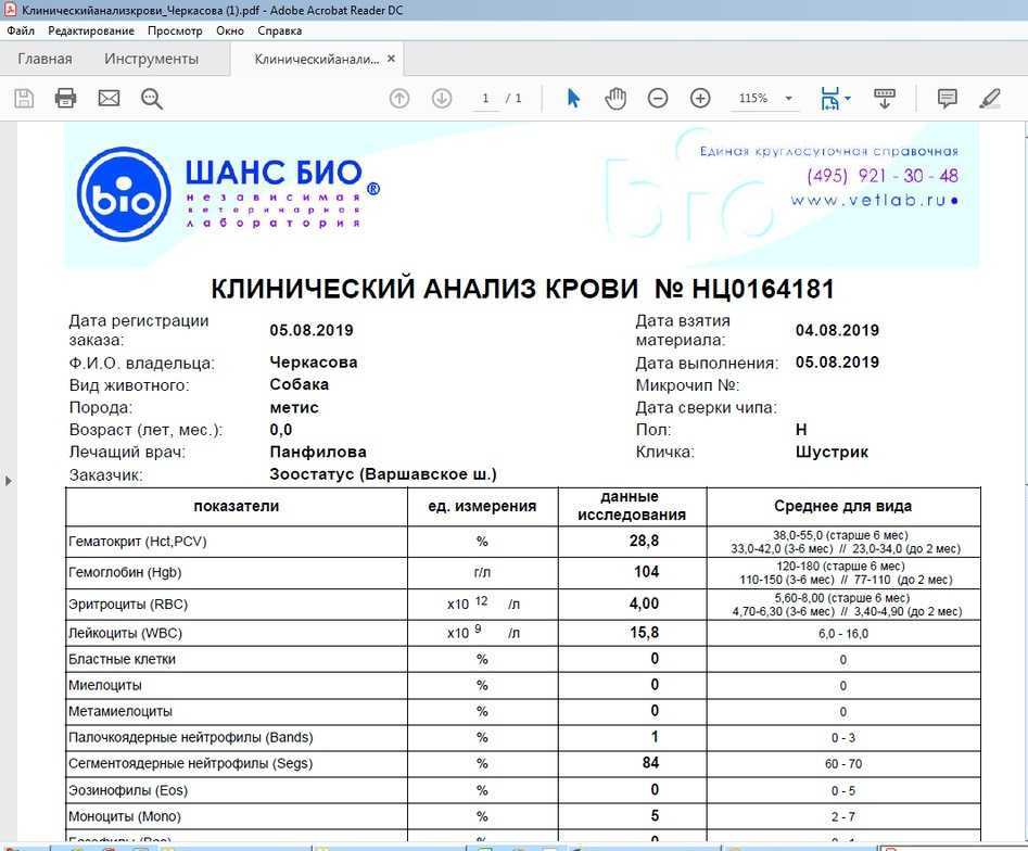 Анализ крови у кошки: показатели, расшифровка