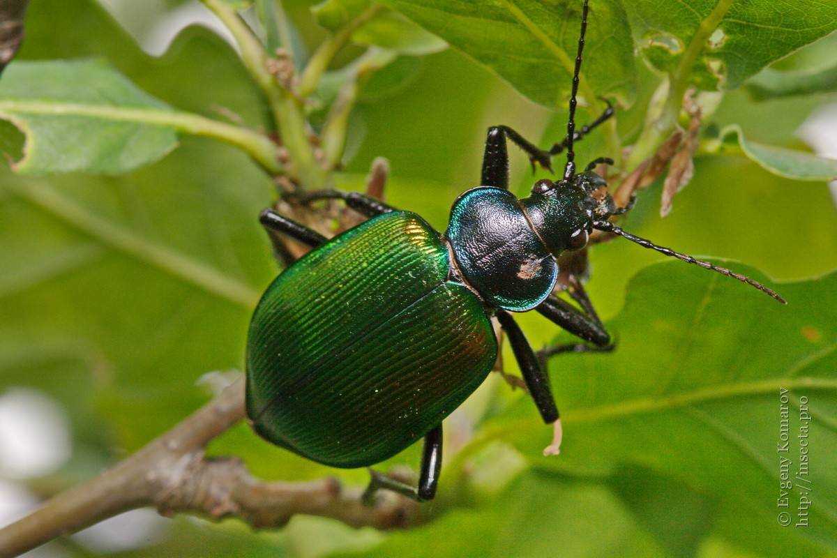 Красотел сетчатый не отличается большими размерами – длина тела жука доходит до 20-27 миллиметров