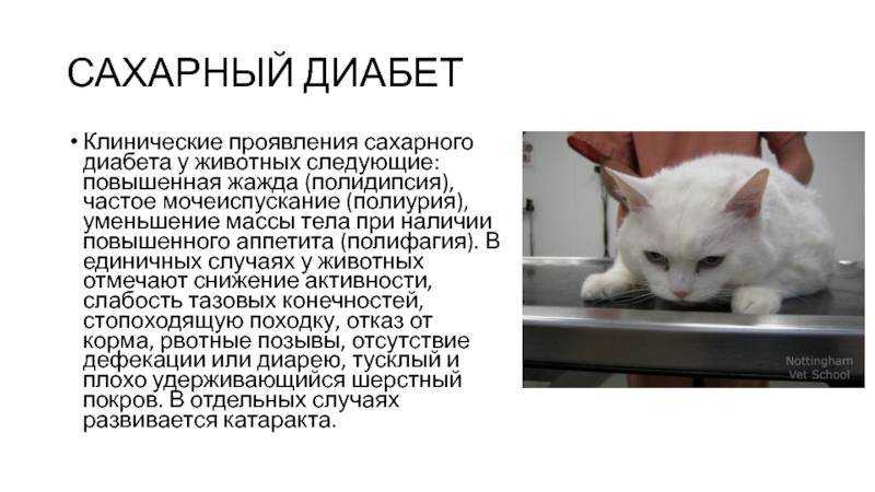 Лечение сахарного диабета кошек при помощи мяса