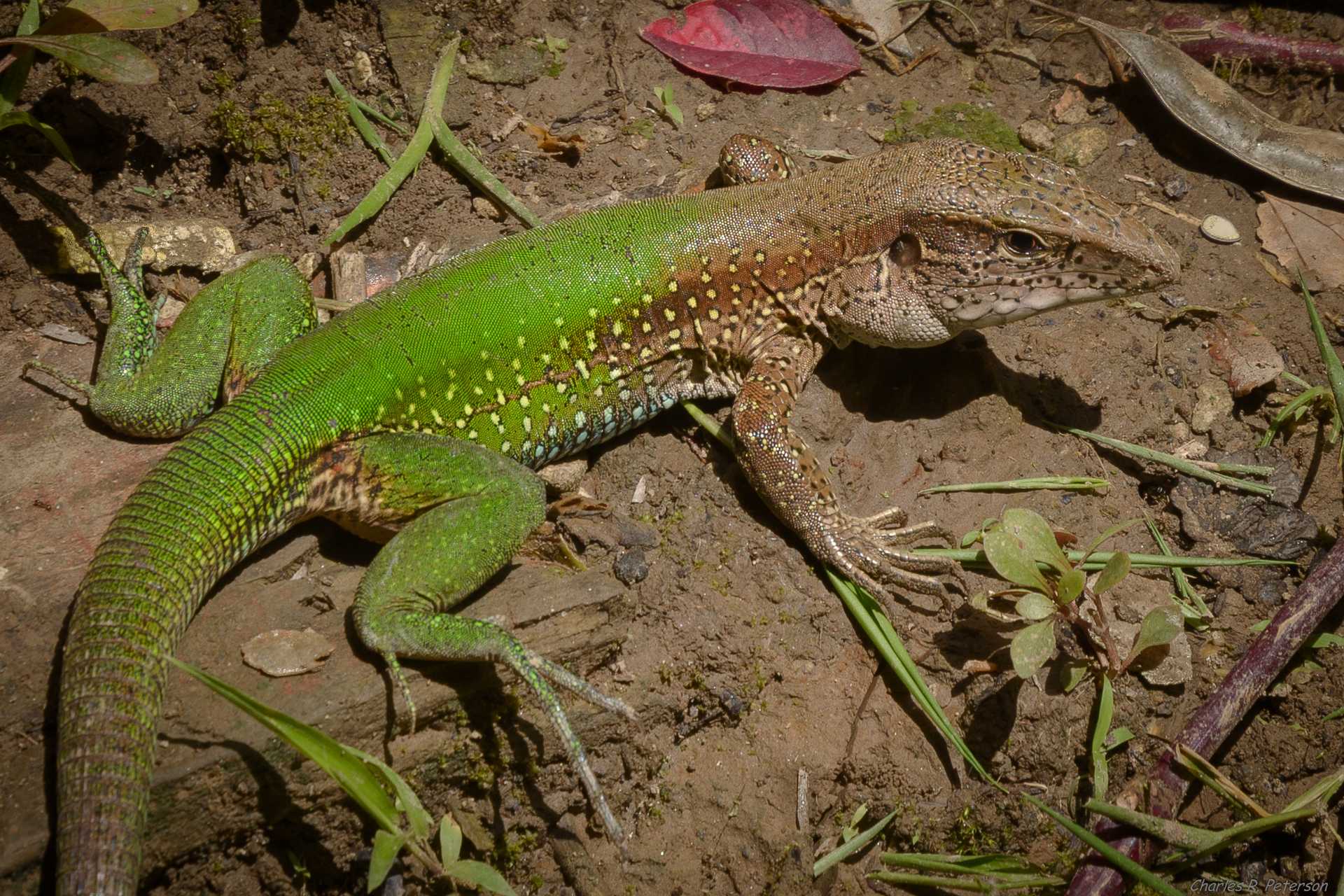 Green ameiva: traits, history, food & care guide (with pictures) | pet keen