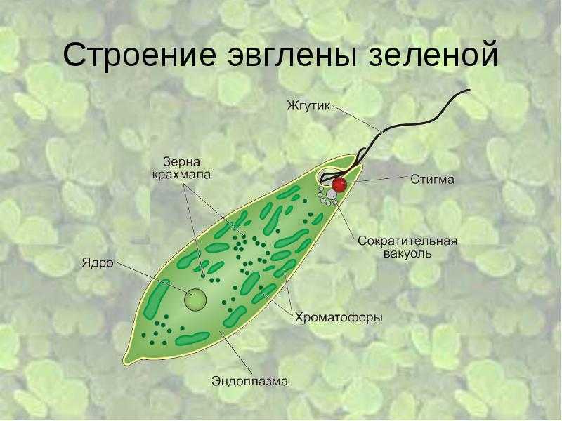 Эвглена зеленая, эвгленоидные протисты (euglenida) – microbia.ru
