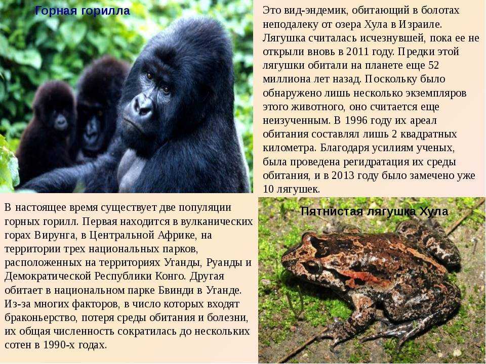 Самые большие обезьяны в мире: топ-10 наиболее крупных пород