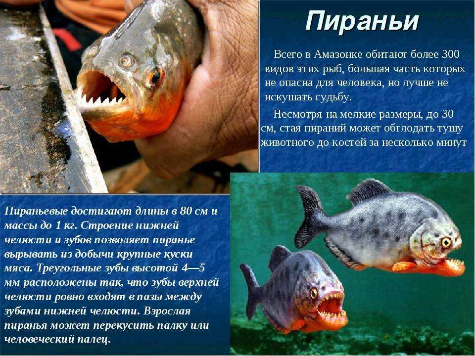 Бобр — wikihunt