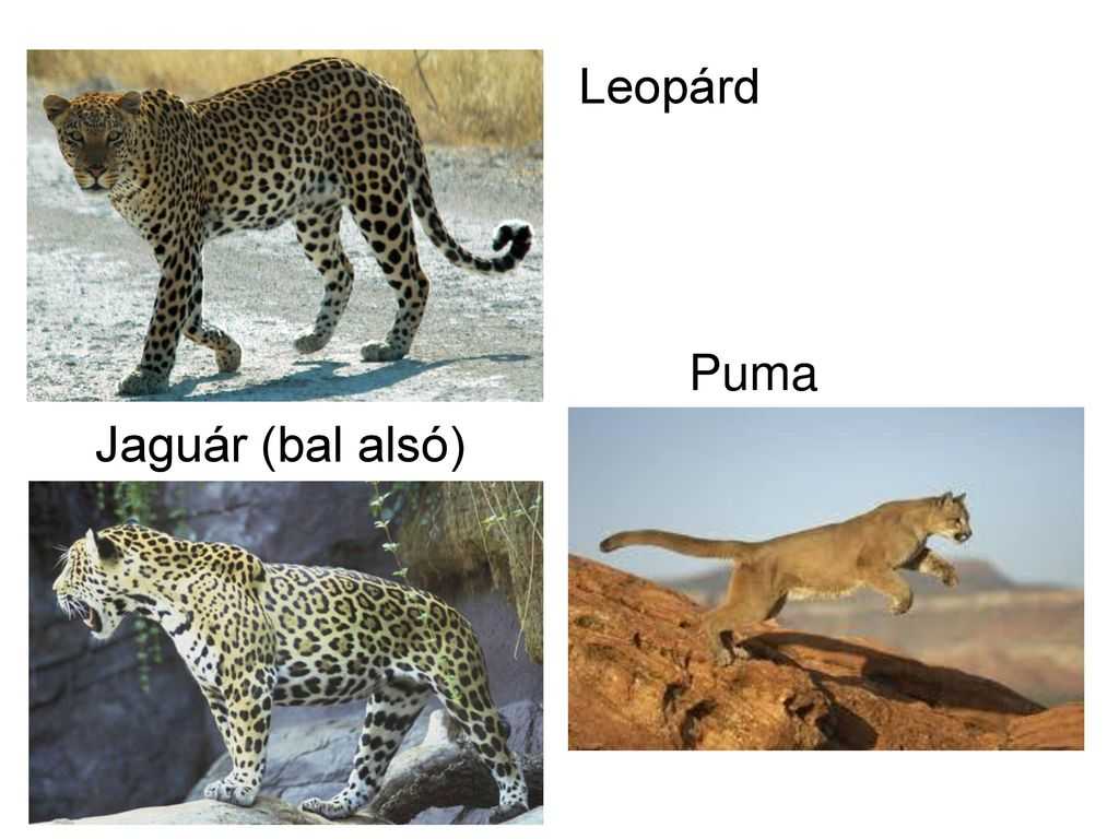 Леопард — описание, размеры, среда обитания, виды, питание и фото в природе