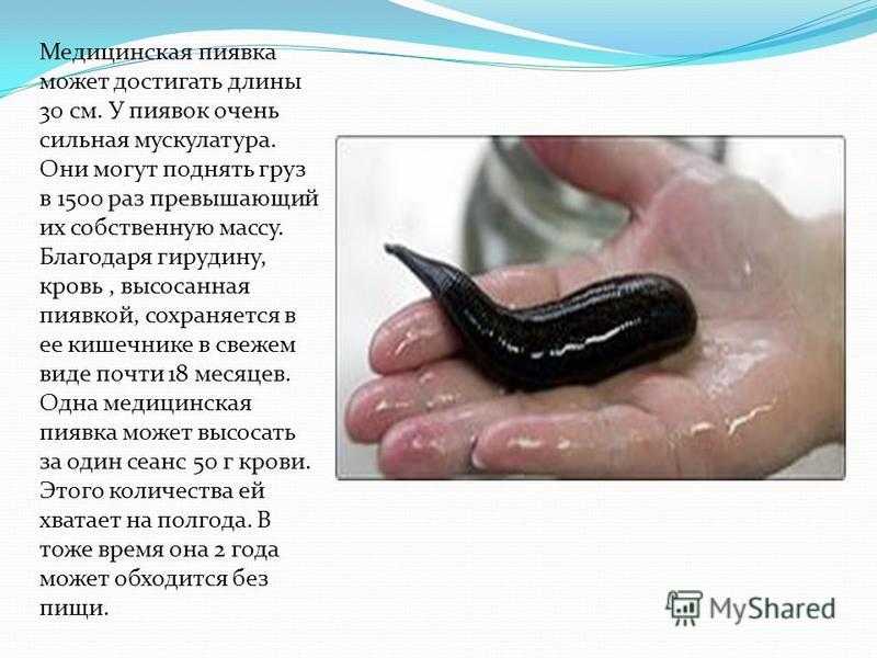 Гигантские дождевые черви редкие гости на поверхности земли