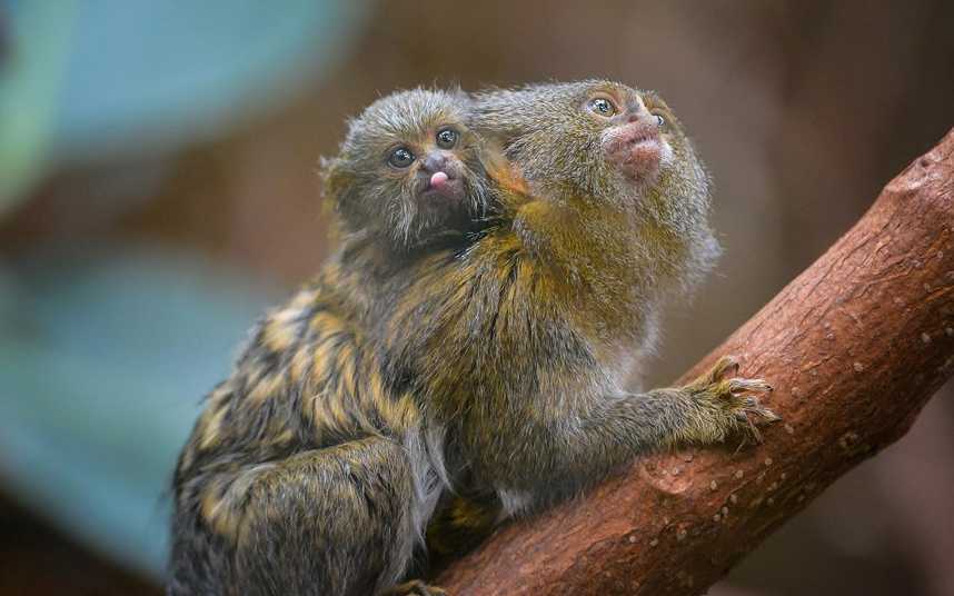 Мармозетка: описание и основные отличительные черты маленькой обезьянки