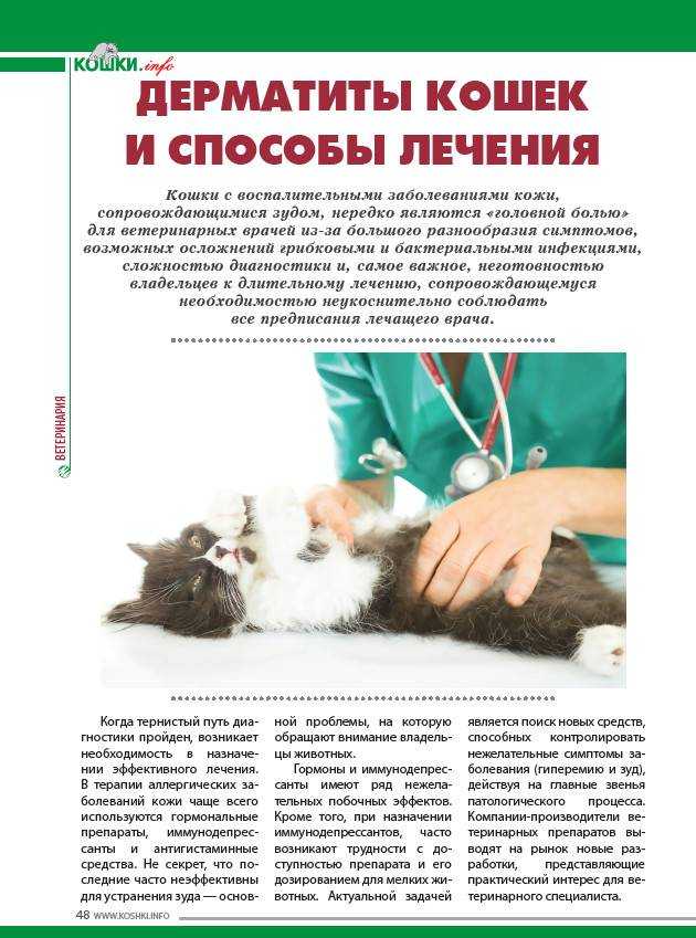 Чем эффективно лечить блошиный дерматит у кошек: аптечные средства и народные методы