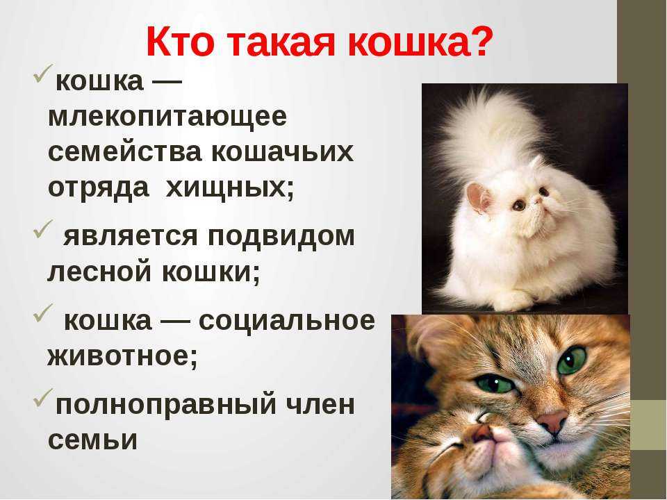 Преданы ли кошки хозяину, факты и мифы о привязанности кошек к людям
преданы ли кошки хозяину, факты и мифы о привязанности кошек к людям