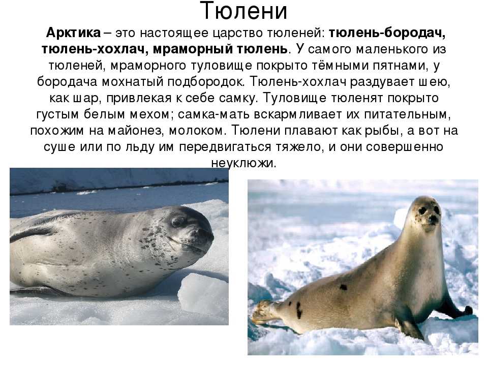 Топ-10 самых больших животных в мире на видео и фото