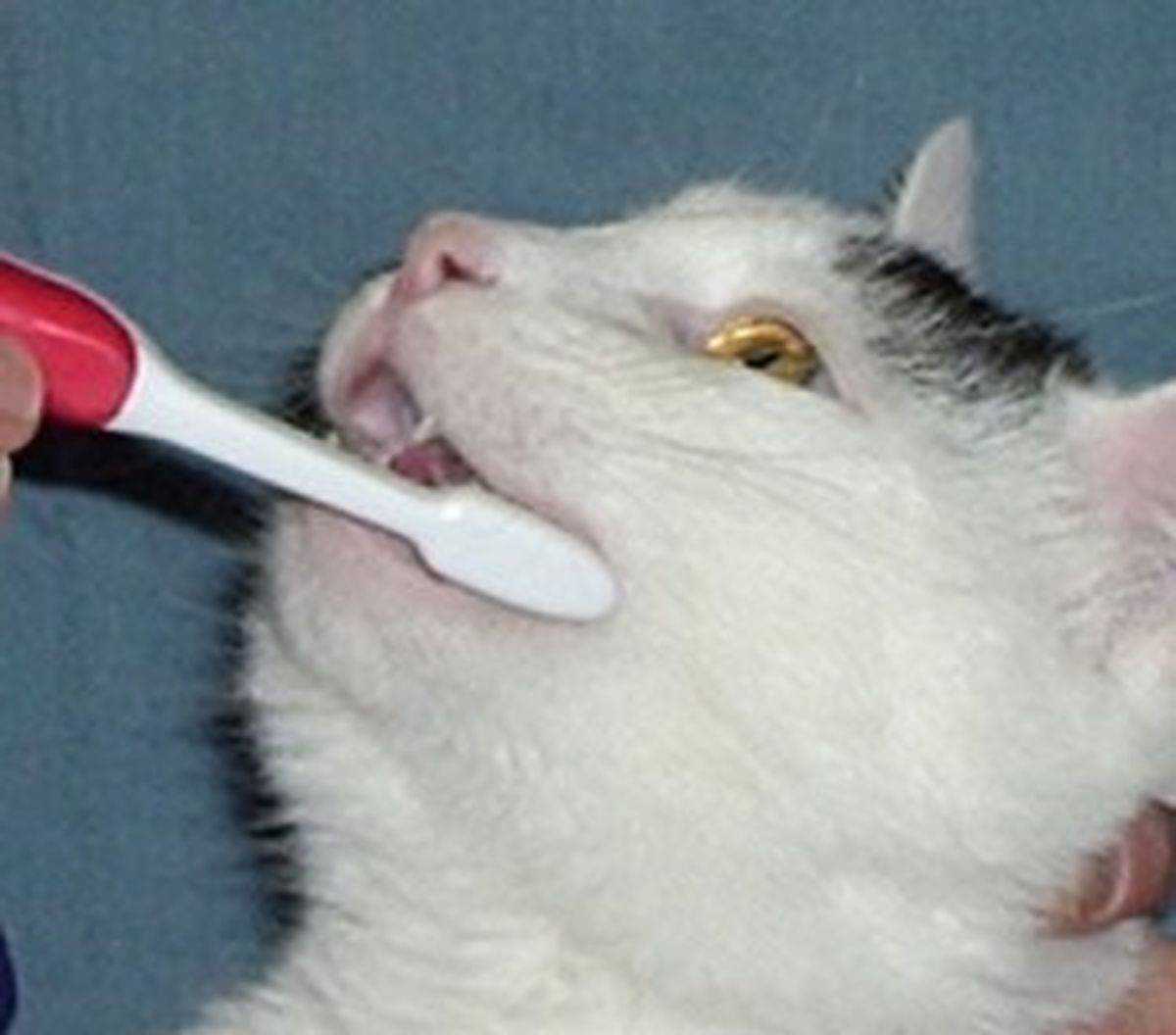 Что делать, если у кошки кровь изо рта?
