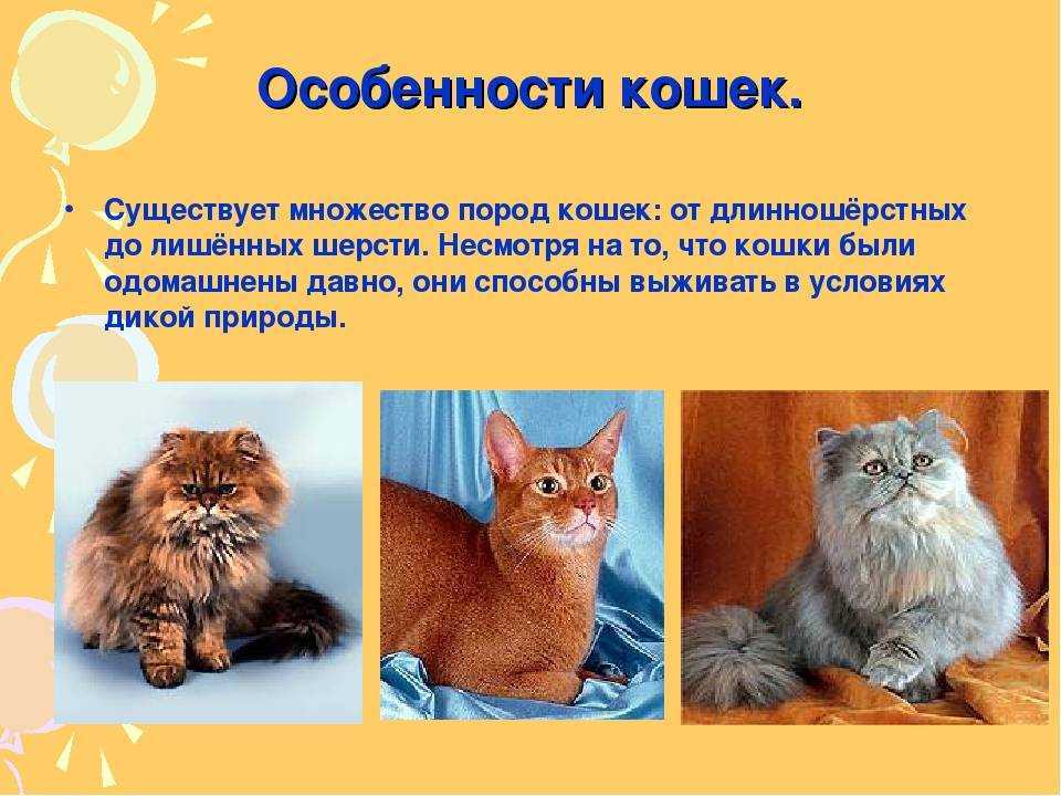 Характер кошек: породы, описание поведения, виды
