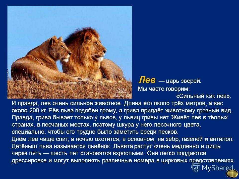 Редкие животные из красной книги. африканский лев - хвастунишка - 5 февраля - 43412071238 - медиаплатформа миртесен