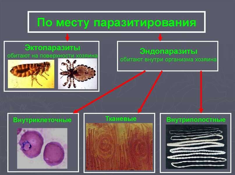 "инспектор квадро табс", инструкция, + противопоказания
