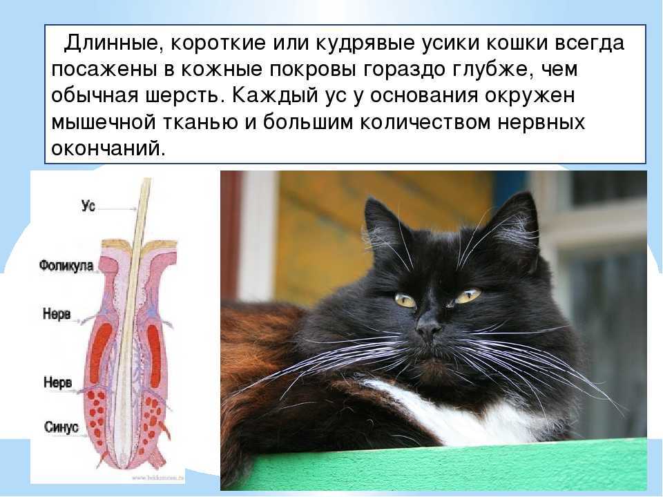 Зачем кошке усы, интересные факты о кошачьих усах
