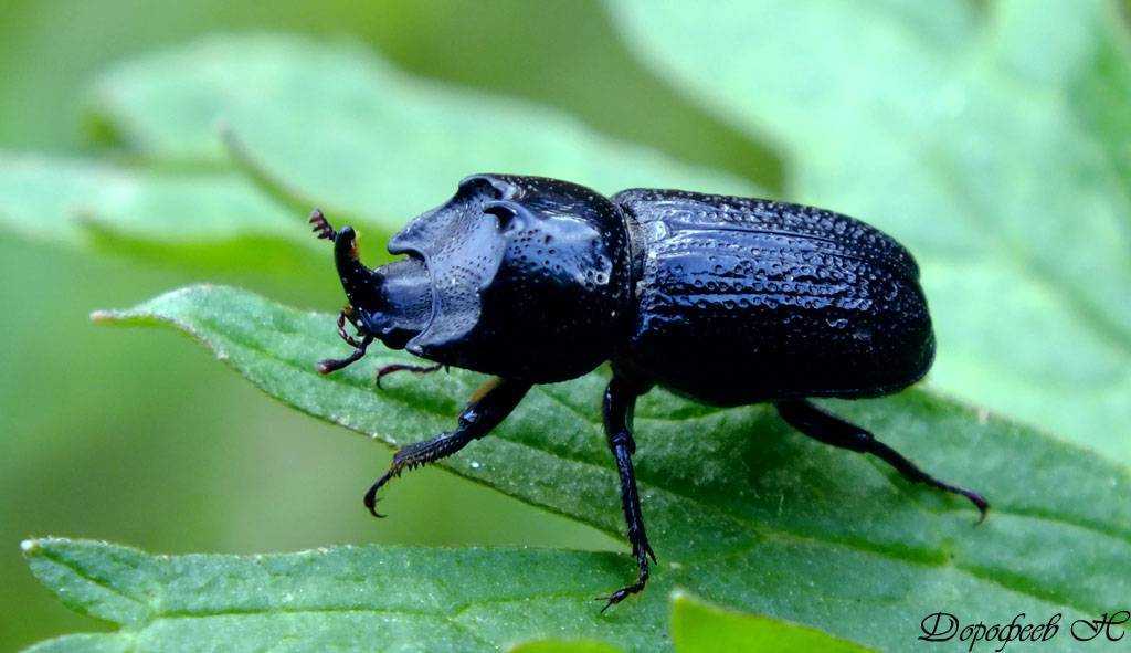 Красотел пахучий: почему так назвали жука и где он живет