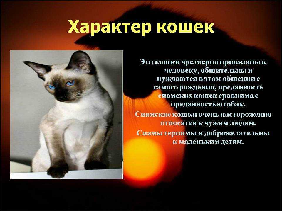Что кошки думают о людях? - кот, пёс и я