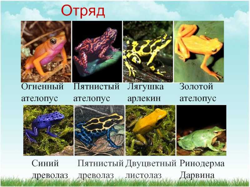 Шпорцевая лягушка — фото, содержание и уход, виды и размножение