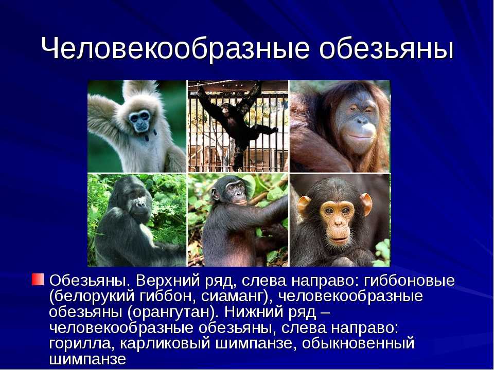 Гиены: описание, виды, место обитания, рацион и образ жизни | планета животных