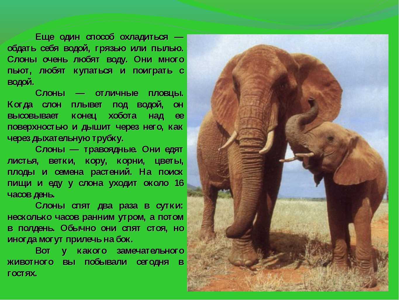 Африканский слон, фото - животные арктики и антарктики.
