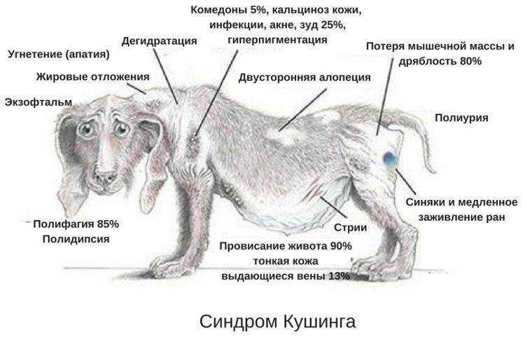Депрессия у кошек