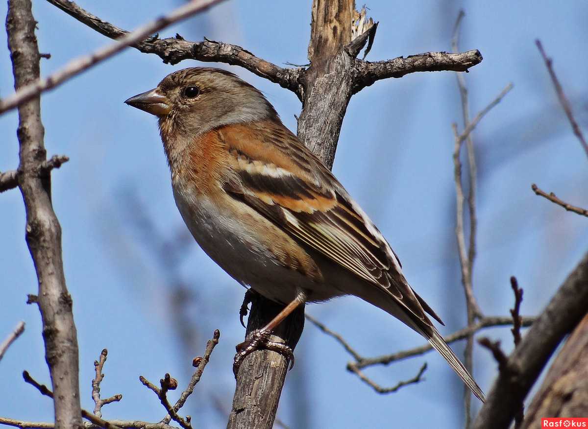 Красношапочный вьюрок (serinus pusillus pall)