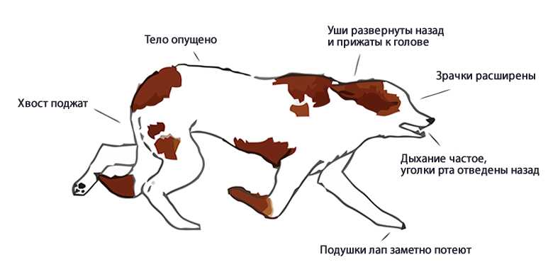 Почему собака дрожит (тремор): 9 причин