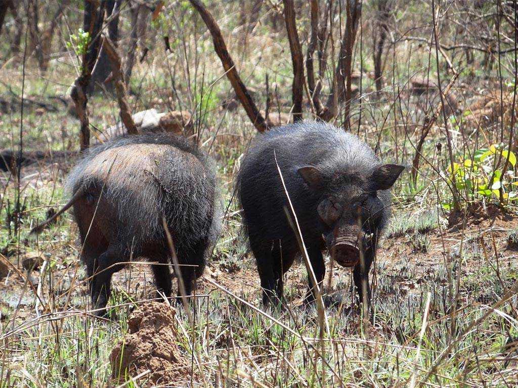 Большая лесная свинья больша я лесна я свинья 1 лат hylochoerus meinertzhageni вид семейства свиных suidae распространён