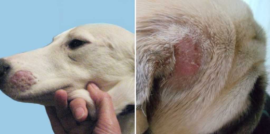 Сухая и мокнущая экзема у собак: диагностика и лечение, терапия в ветклинике и в домашних условиях
