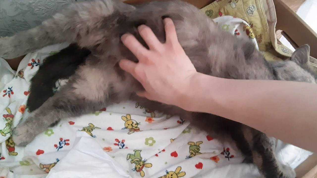 Как рожают кошки: как понять, что процесс начался, как помочь питомцу и принять роды в домашних условиях