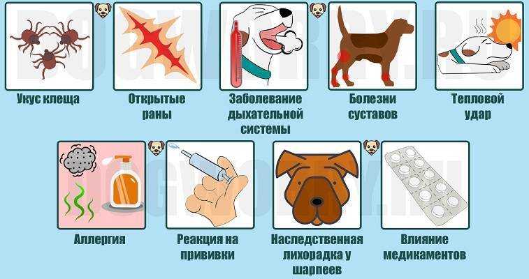 Какая температура у собаки считается нормальной?