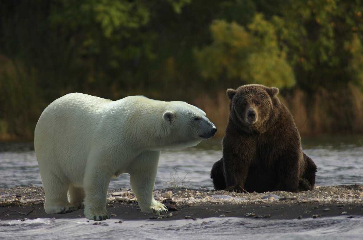 Белый медведь – фото, описание, где живет, чем питается, враги