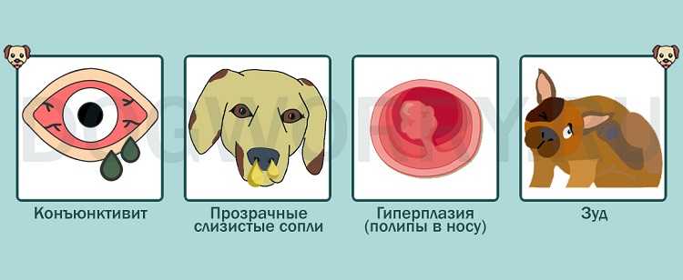 Почему у собаки из носа идет кровь?