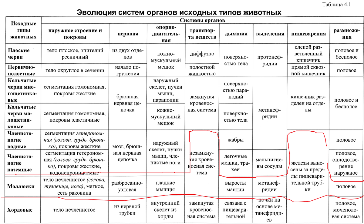 Микоплазмоз у кошек: что это такое, как распознать и вылечить